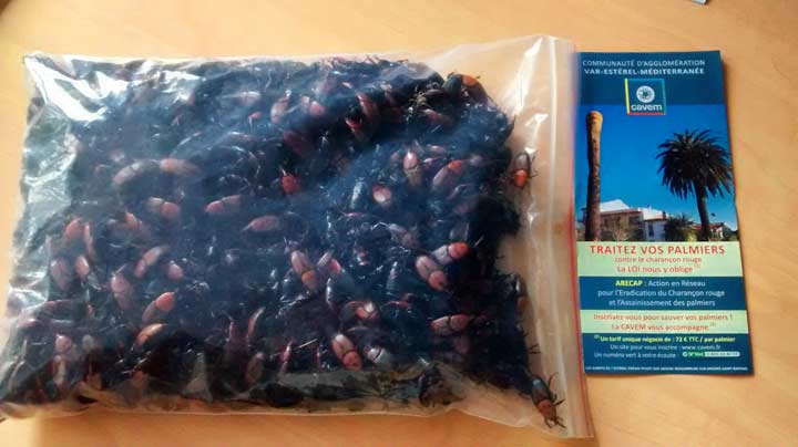 934 charançons rouges capturés dans 14 pièges