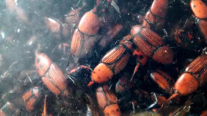 160927 charancons pieges02