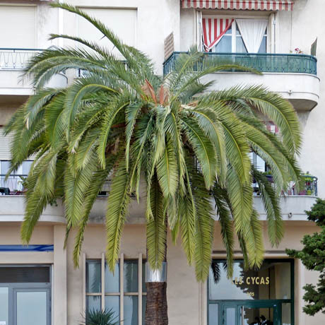 palmier infeste m 306