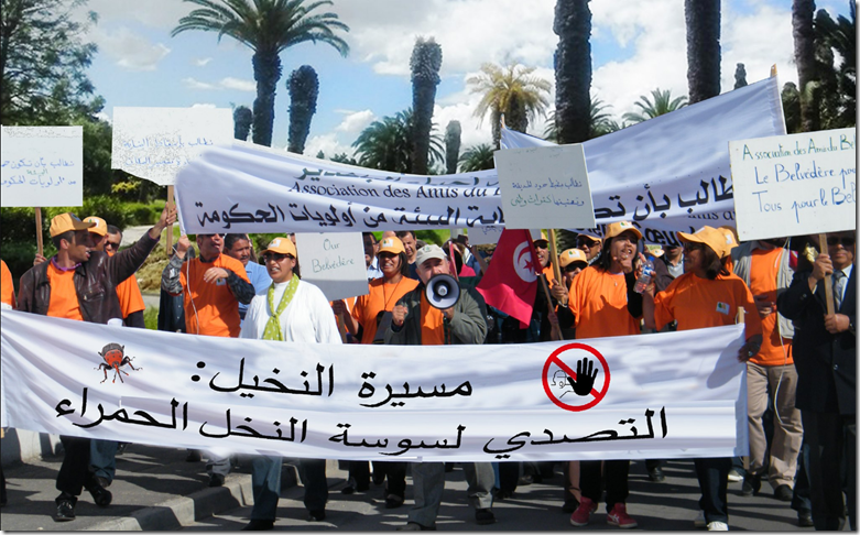 marche palmiers Tunisie