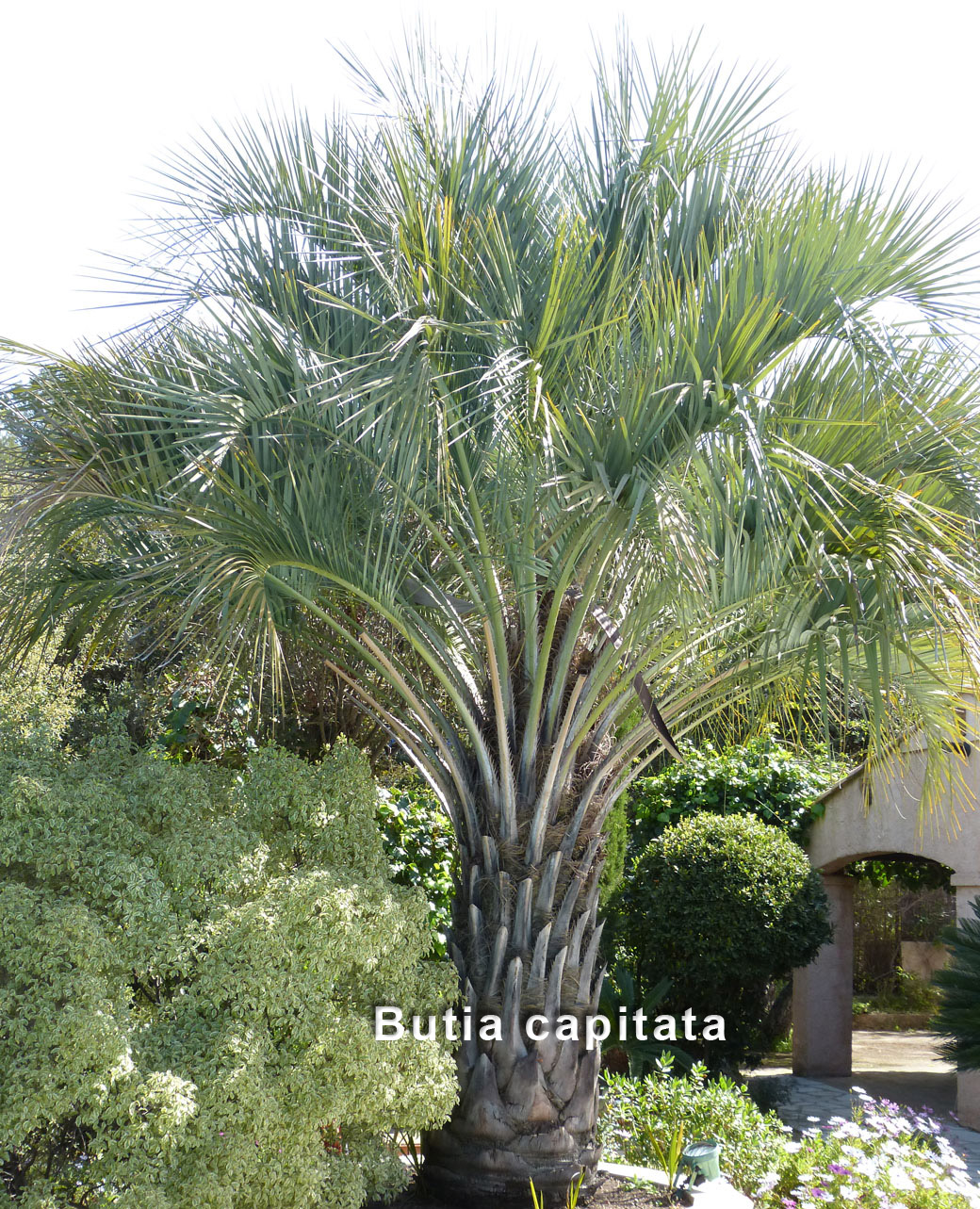 butia