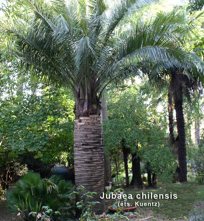 jubaea chilensis